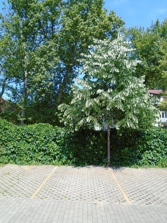 Sunny Apartman Siófok Eksteriør billede